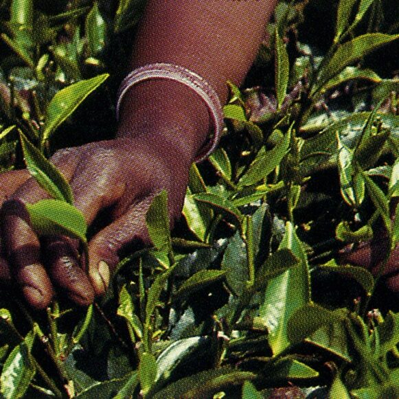 Il tè: dalle radici botaniche al raccolto, patrimonio di storia e gusto – Italia a Tavola