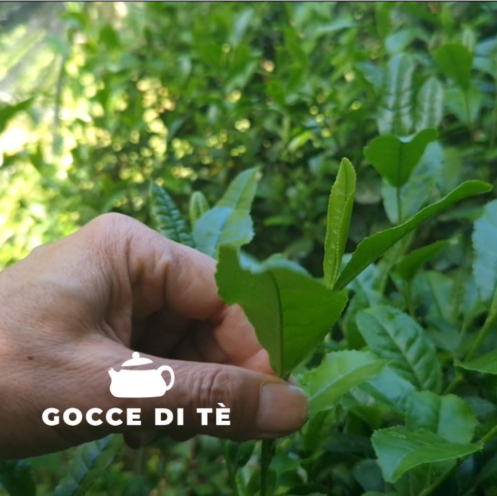 Gocce di Tè: Quante piante da tè esistono?